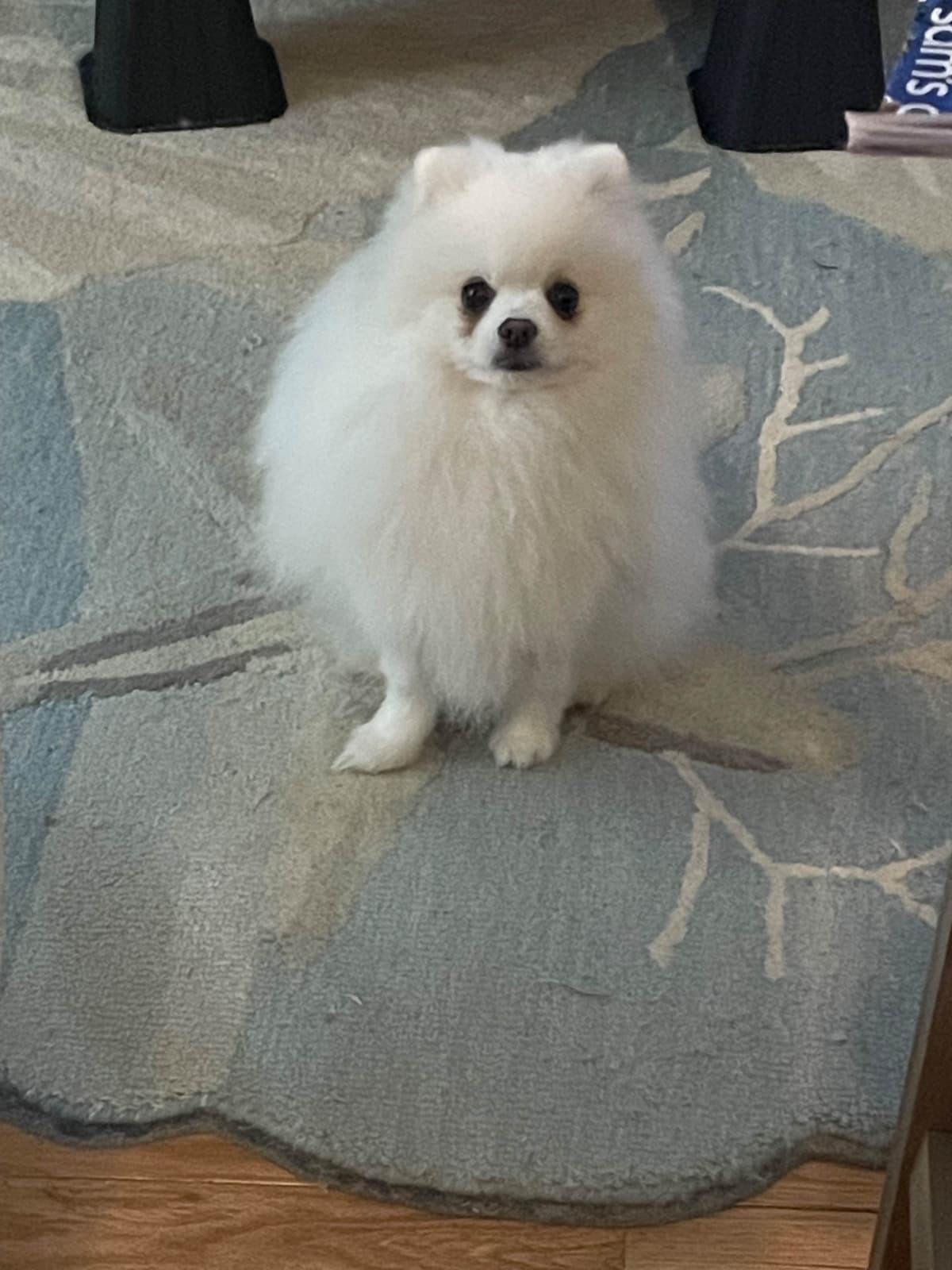 Precious Pomeranian Puppies breeder image 1