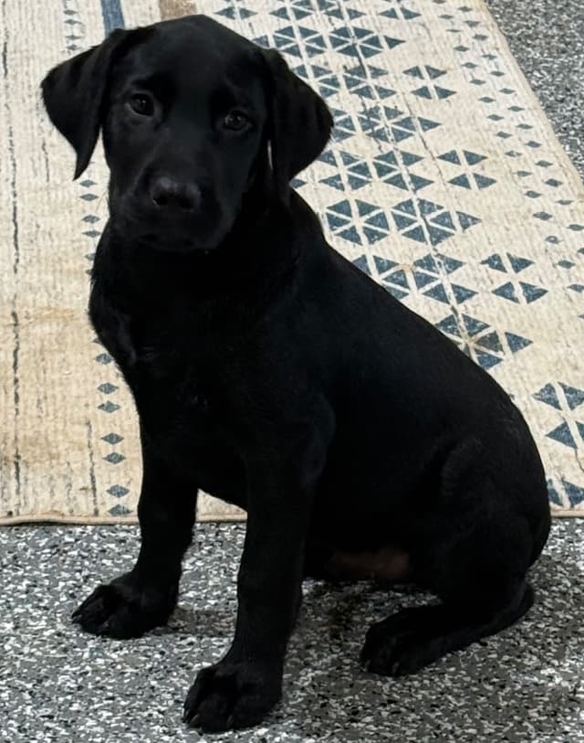 Labrador Retriever Puppies media 2