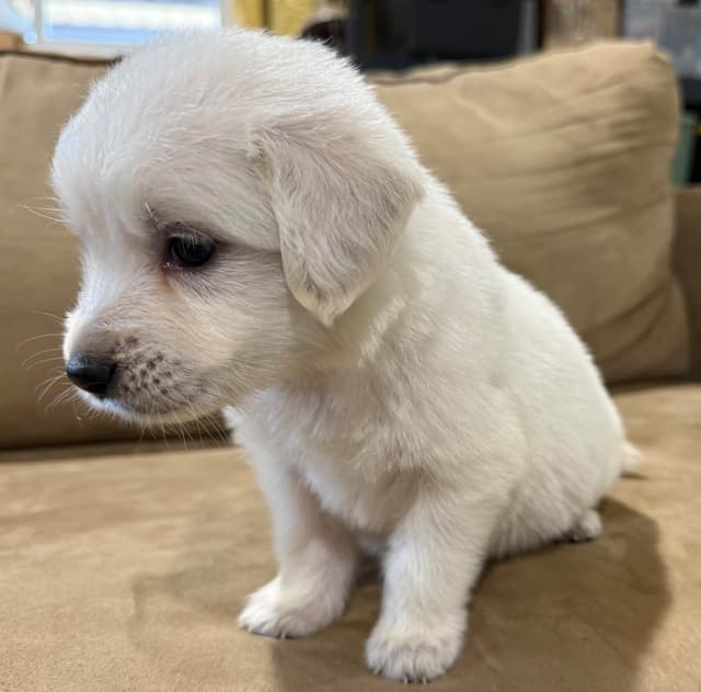 Golden Retriever Puppies media 3