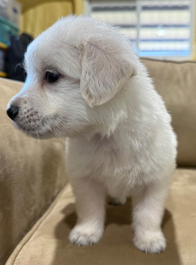 Golden Retriever Puppies media 4