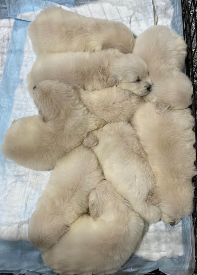 Golden Retriever Puppies media 5