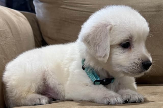 Golden Retriever Puppies media 6