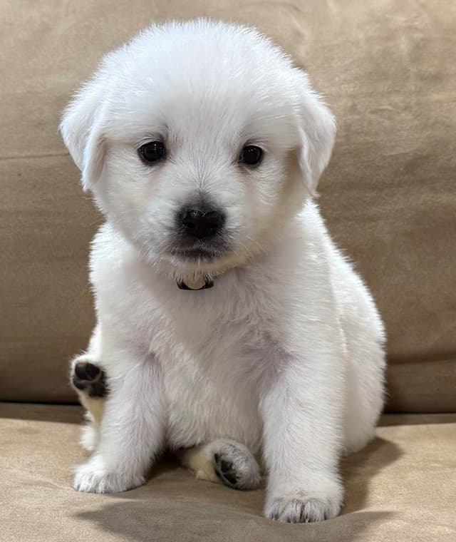 Golden Retriever Puppies media 7
