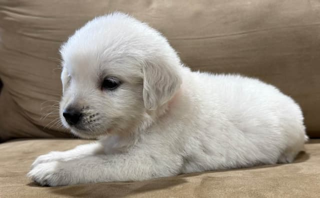 Golden Retriever Puppies media 8