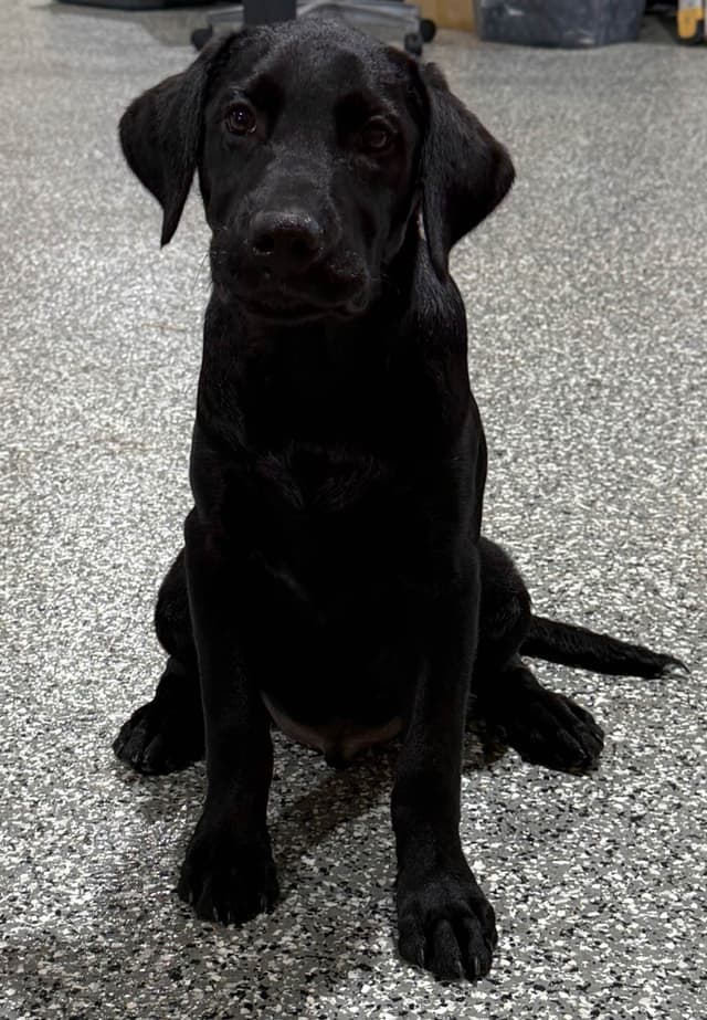 Labrador Retriever Puppies media 3