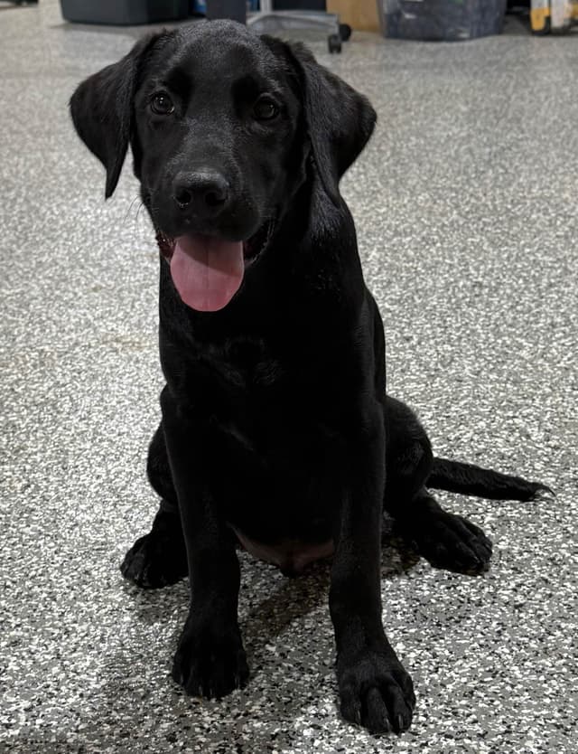 Labrador Retriever Puppies media 4