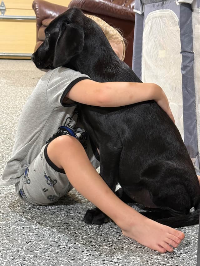Labrador Retriever Puppies media 5