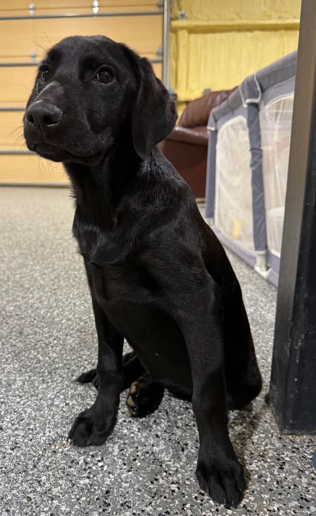 Labrador Retriever Puppies media 6