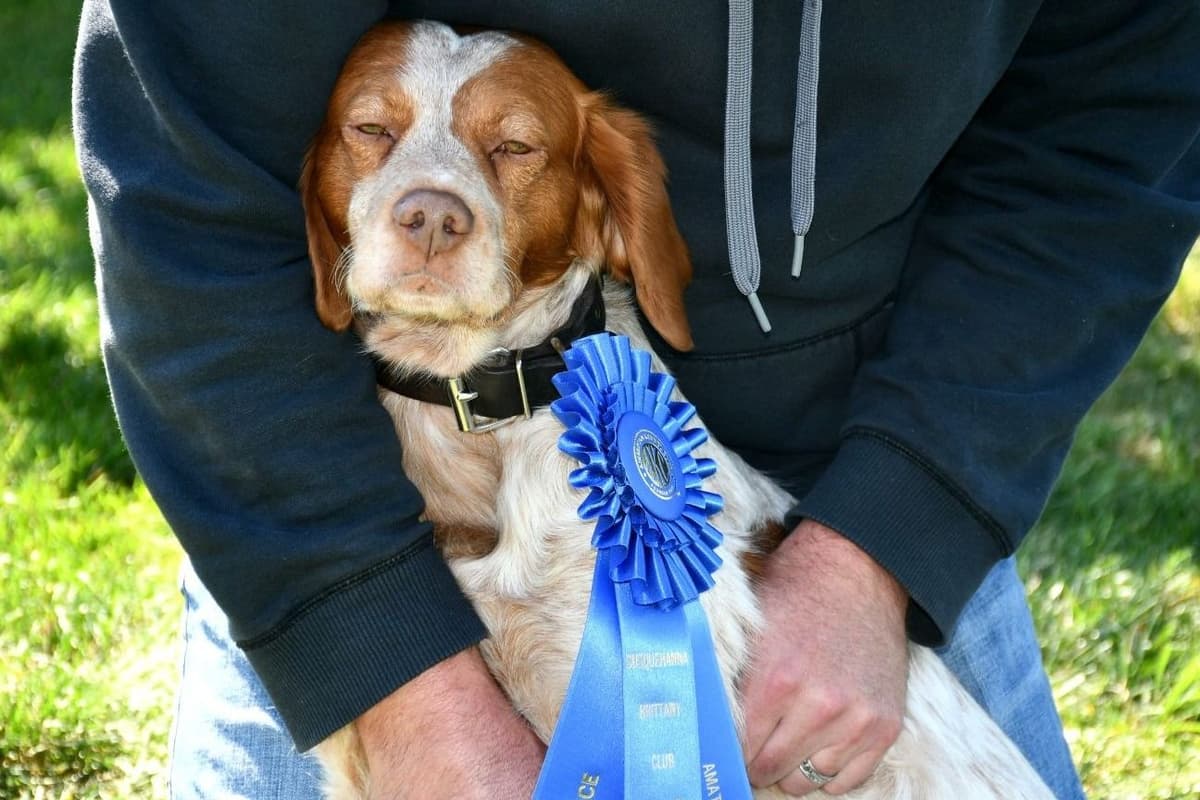 Brittany Puppies breeder image 4