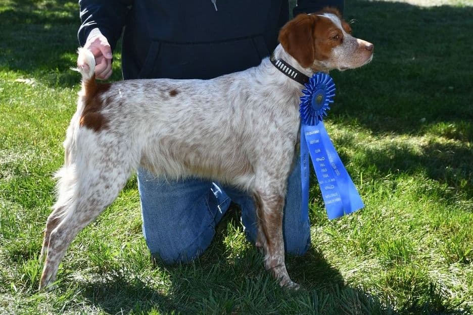 Brittany Puppies breeder image 5
