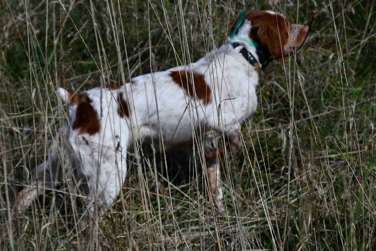 Brittany Puppies breeder image 6