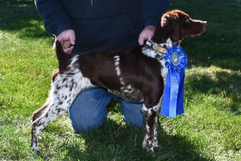 Brittany Puppies breeder image 8