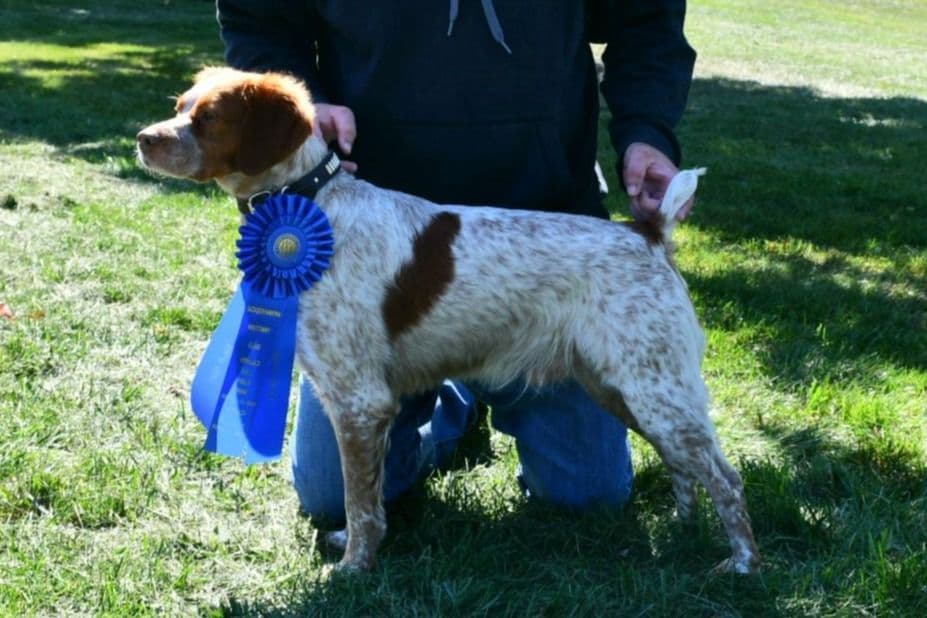 Brittany Puppies breeder image 10