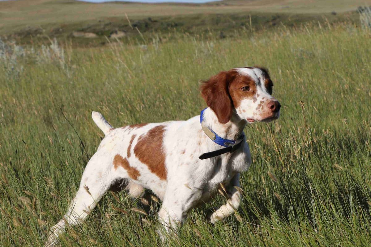 Brittany Puppies breeder image 12