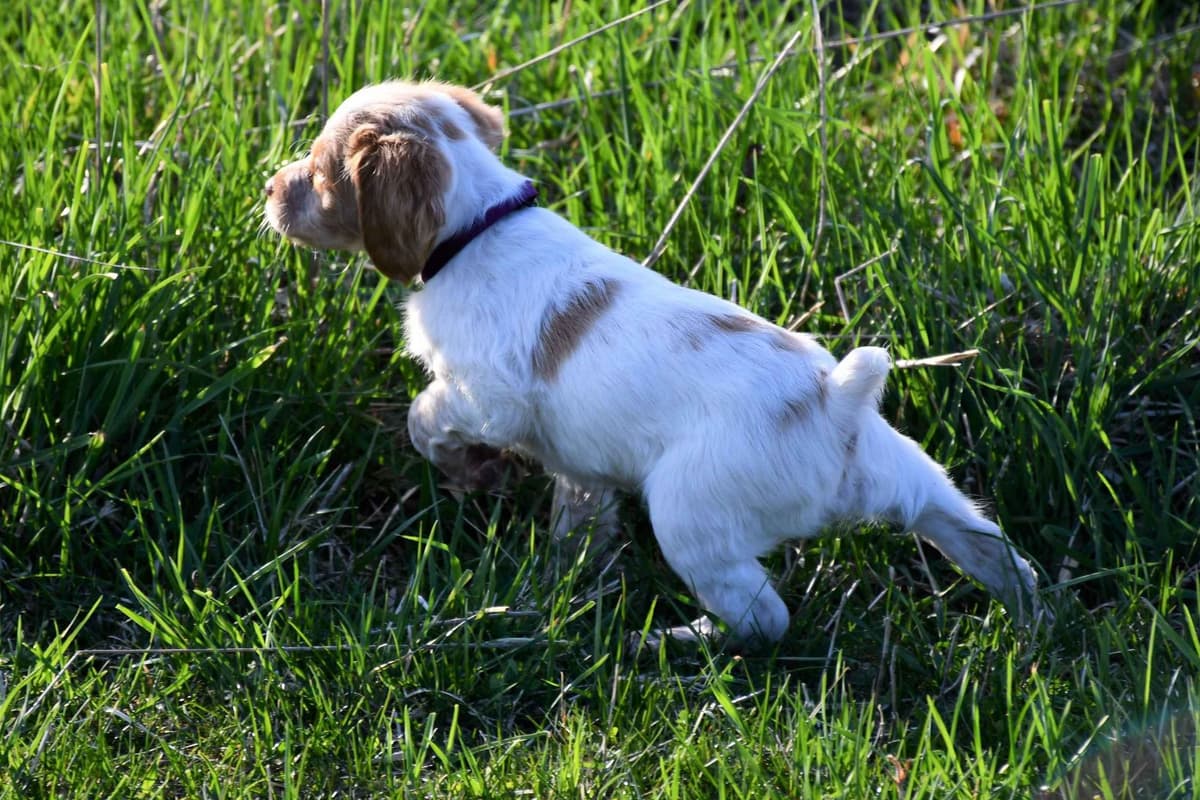 Brittany Puppies breeder image 14