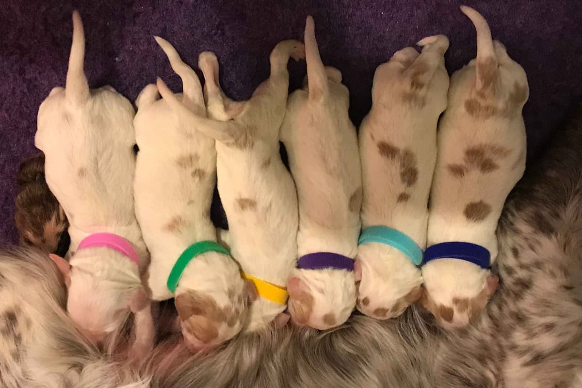 Brittany Puppies breeder image 15