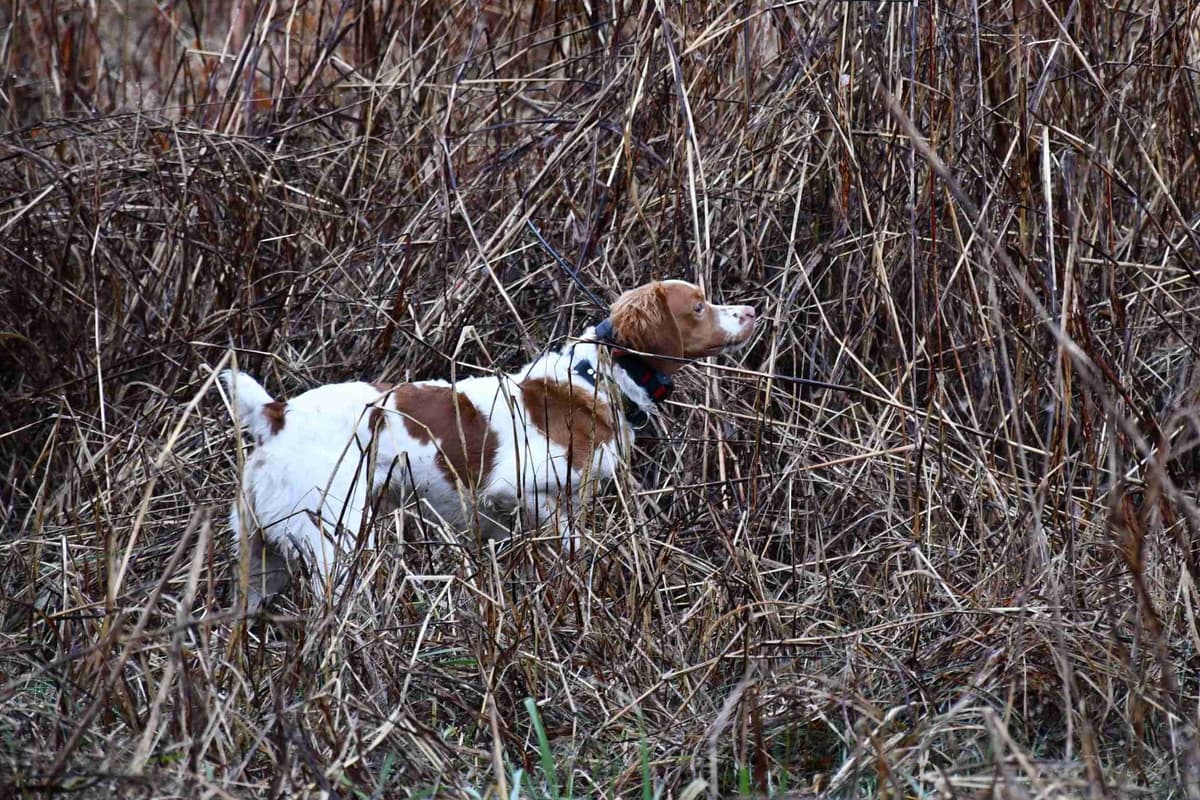 Brittany Puppies breeder image 17