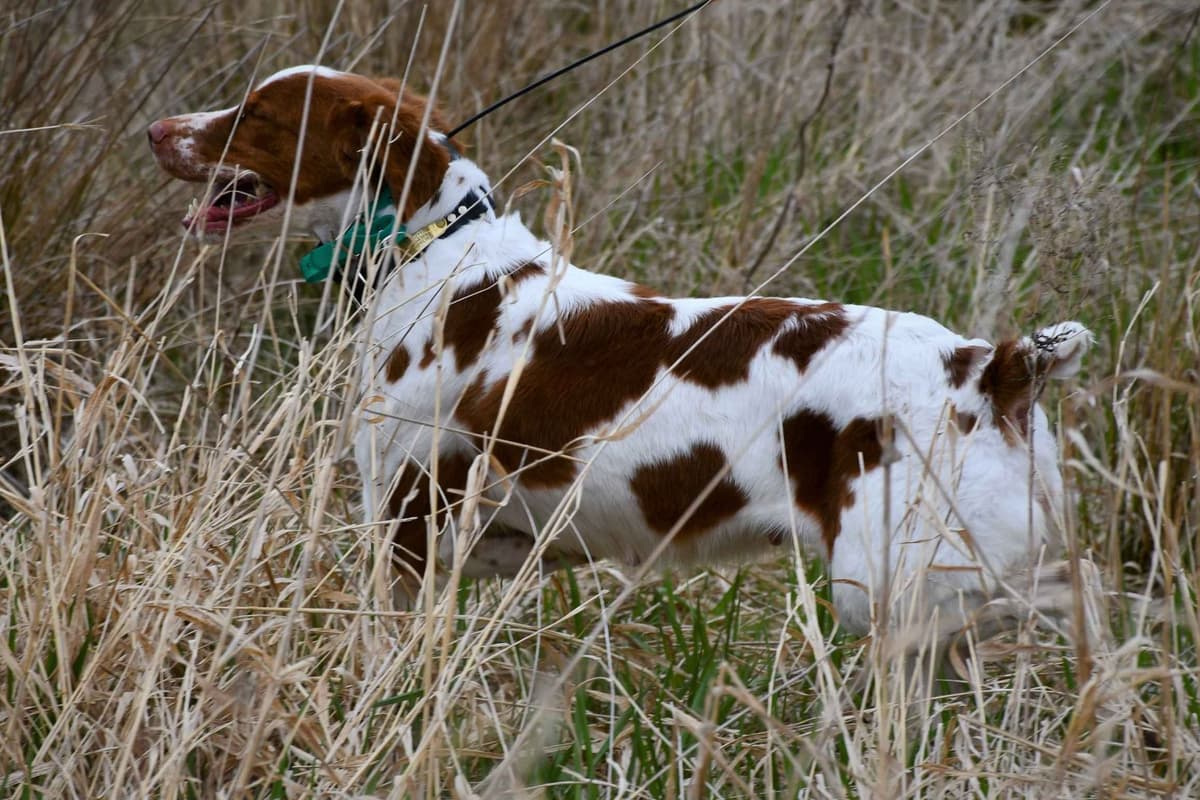 Brittany Puppies breeder image 25