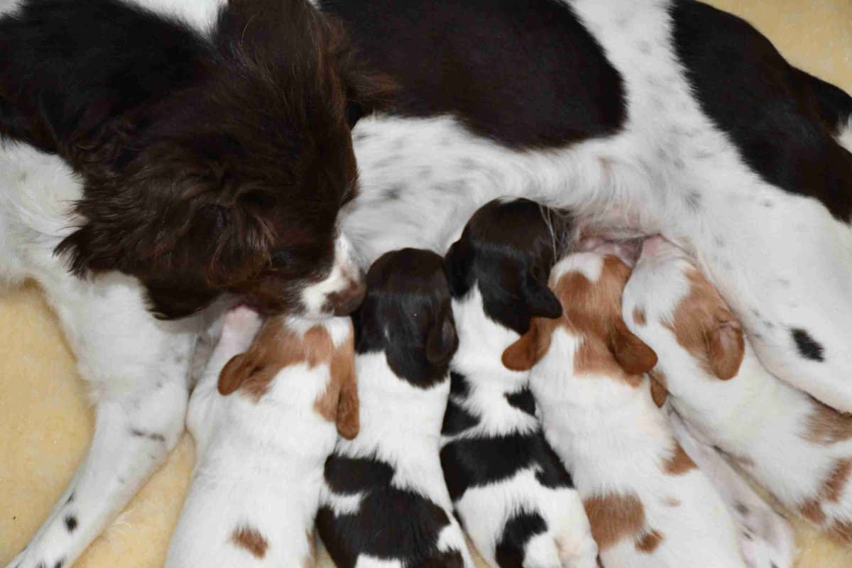 Brittany Puppies breeder image 28