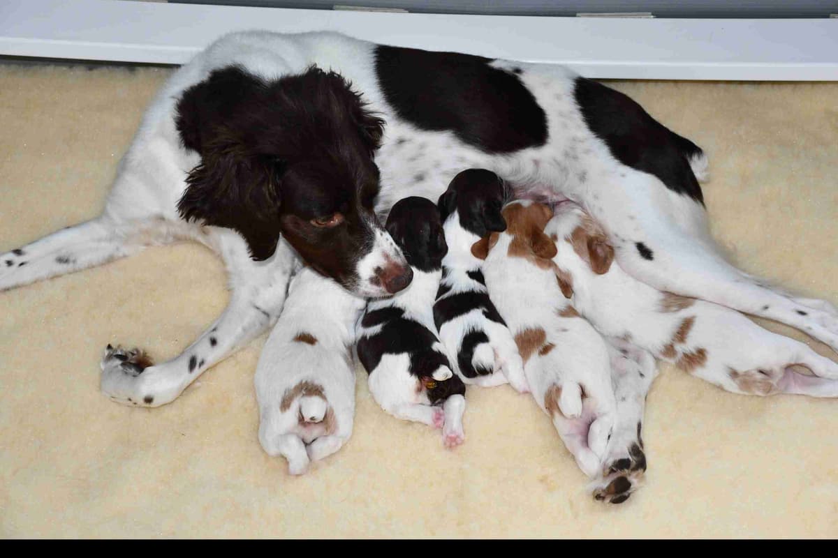 Brittany Puppies breeder image 29