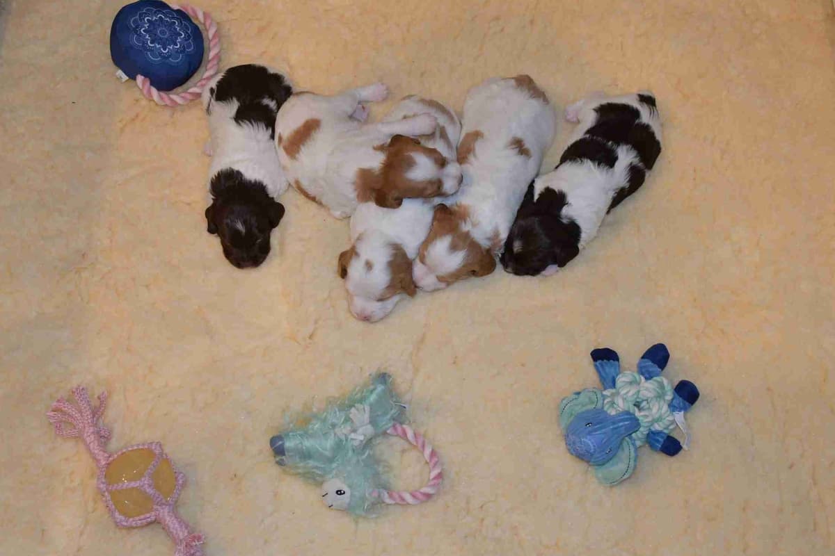 Brittany Puppies breeder image 30