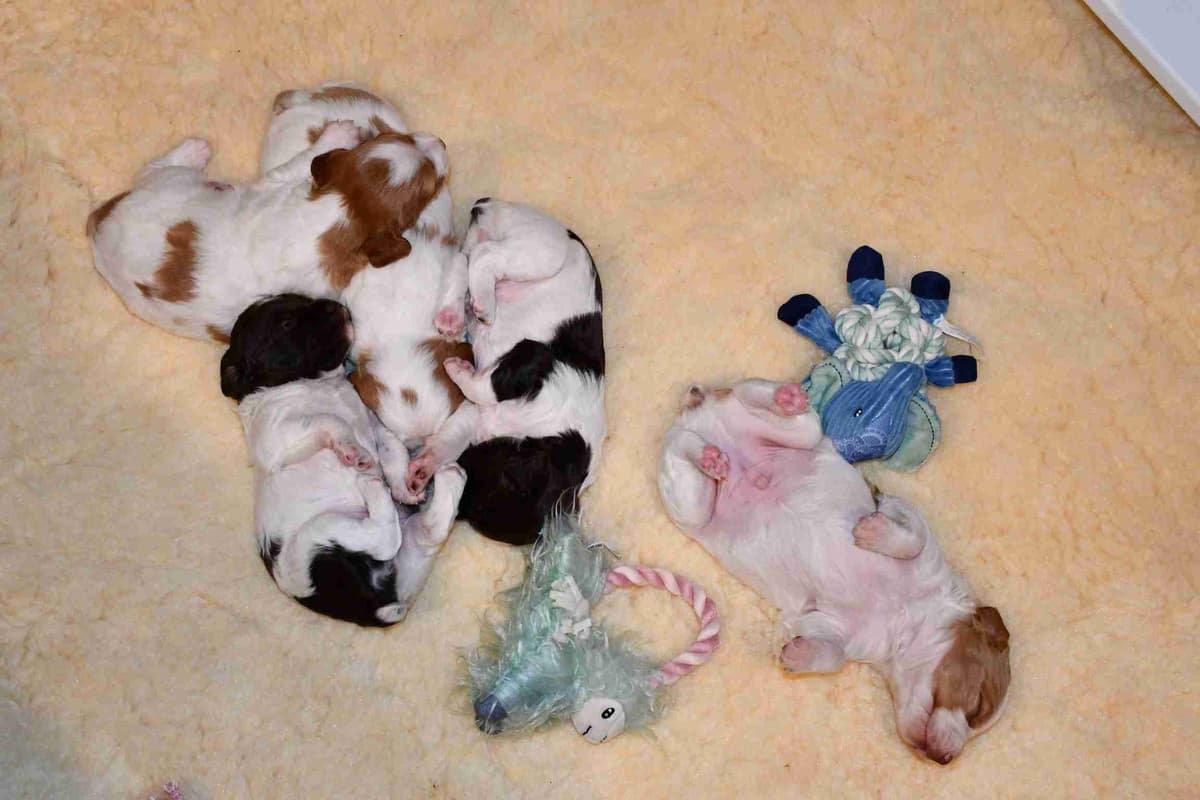 Brittany Puppies breeder image 32