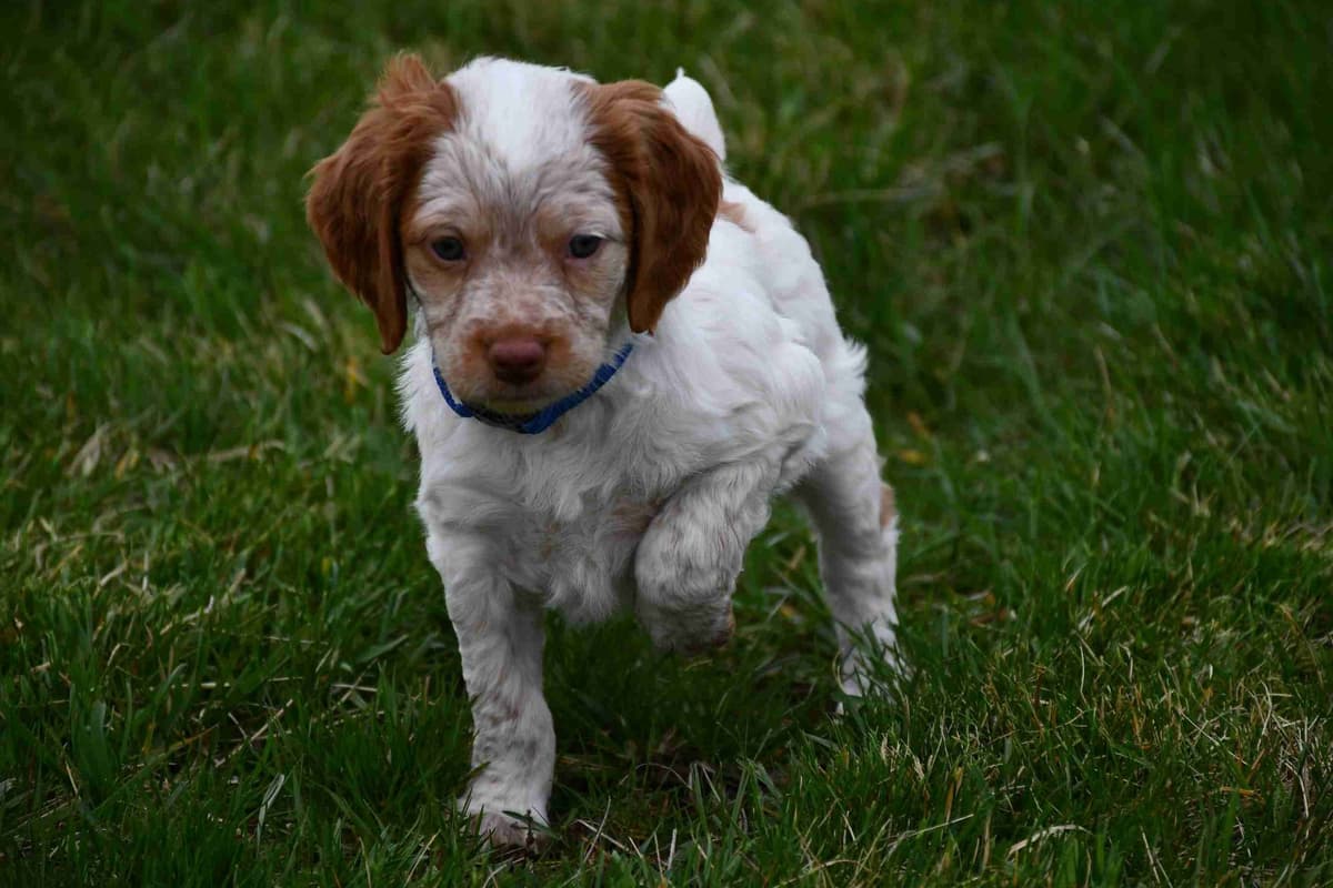 Brittany Puppies breeder image 33