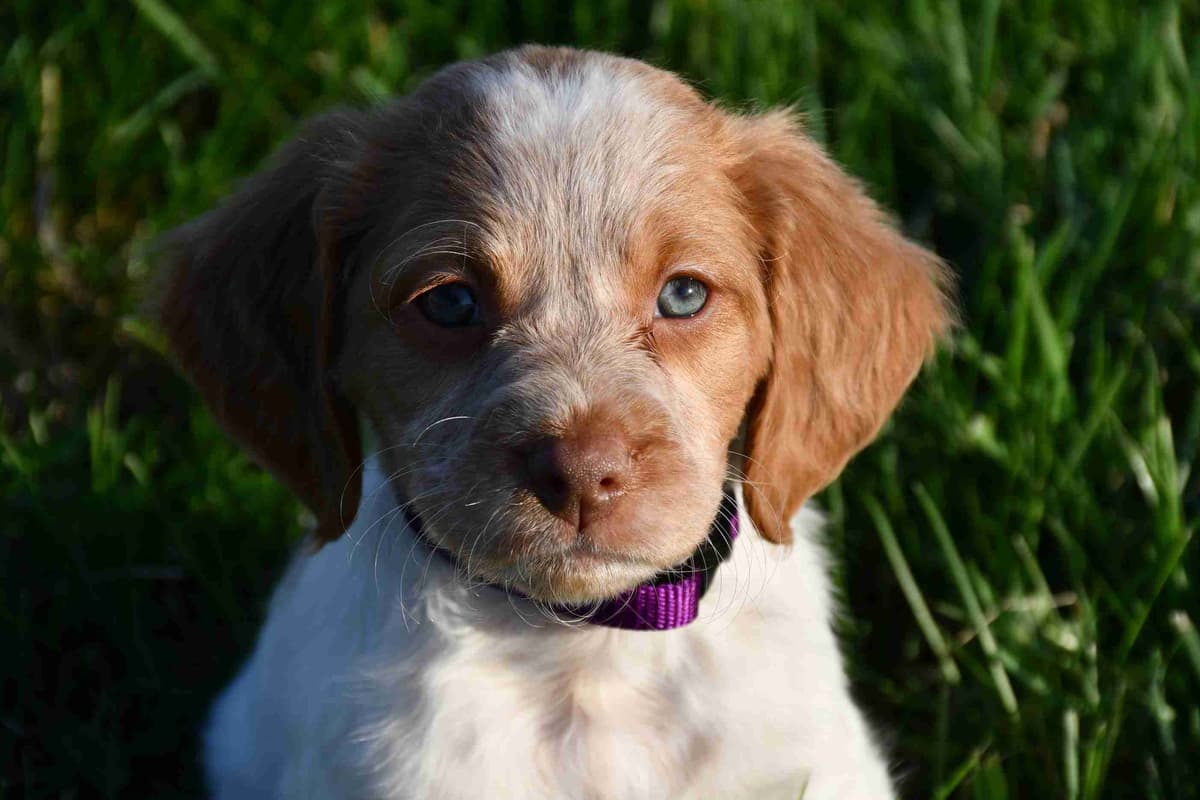Brittany Puppies breeder image 34