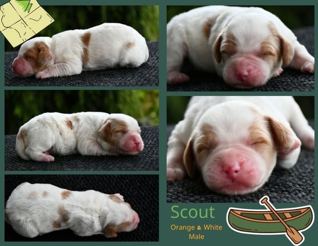 Brittany Puppies media 2