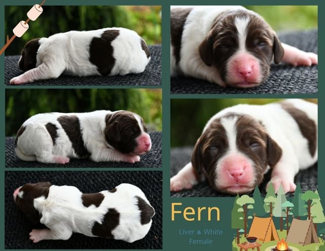 Brittany Puppies media 3