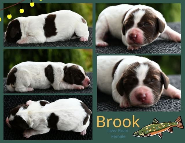 Brittany Puppies media 4