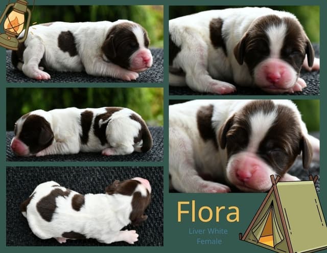 Brittany Puppies media 5