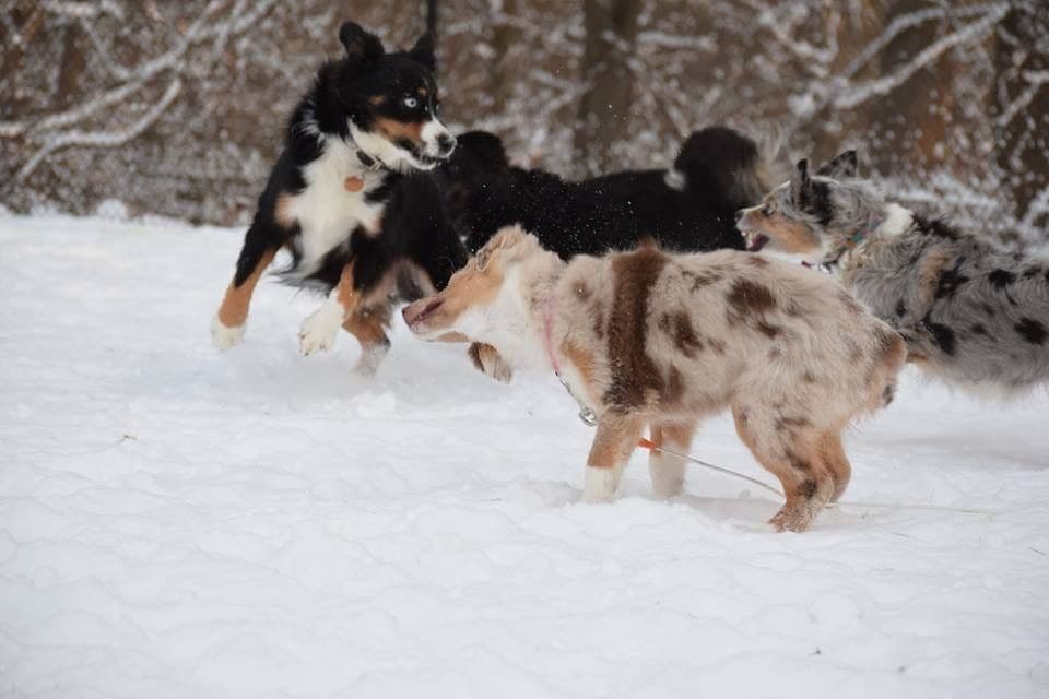 Miniature American Shepherd Puppies breeder image 14