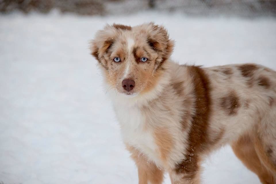 Miniature American Shepherd Puppies breeder image 11