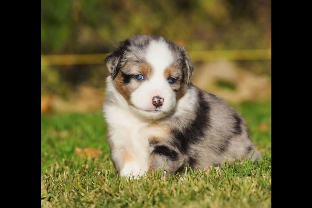 Miniature American Shepherd Puppies breeder image 15