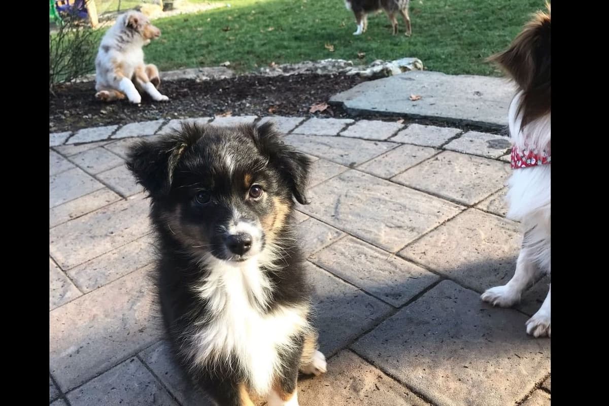 Miniature American Shepherd Puppies breeder image 16