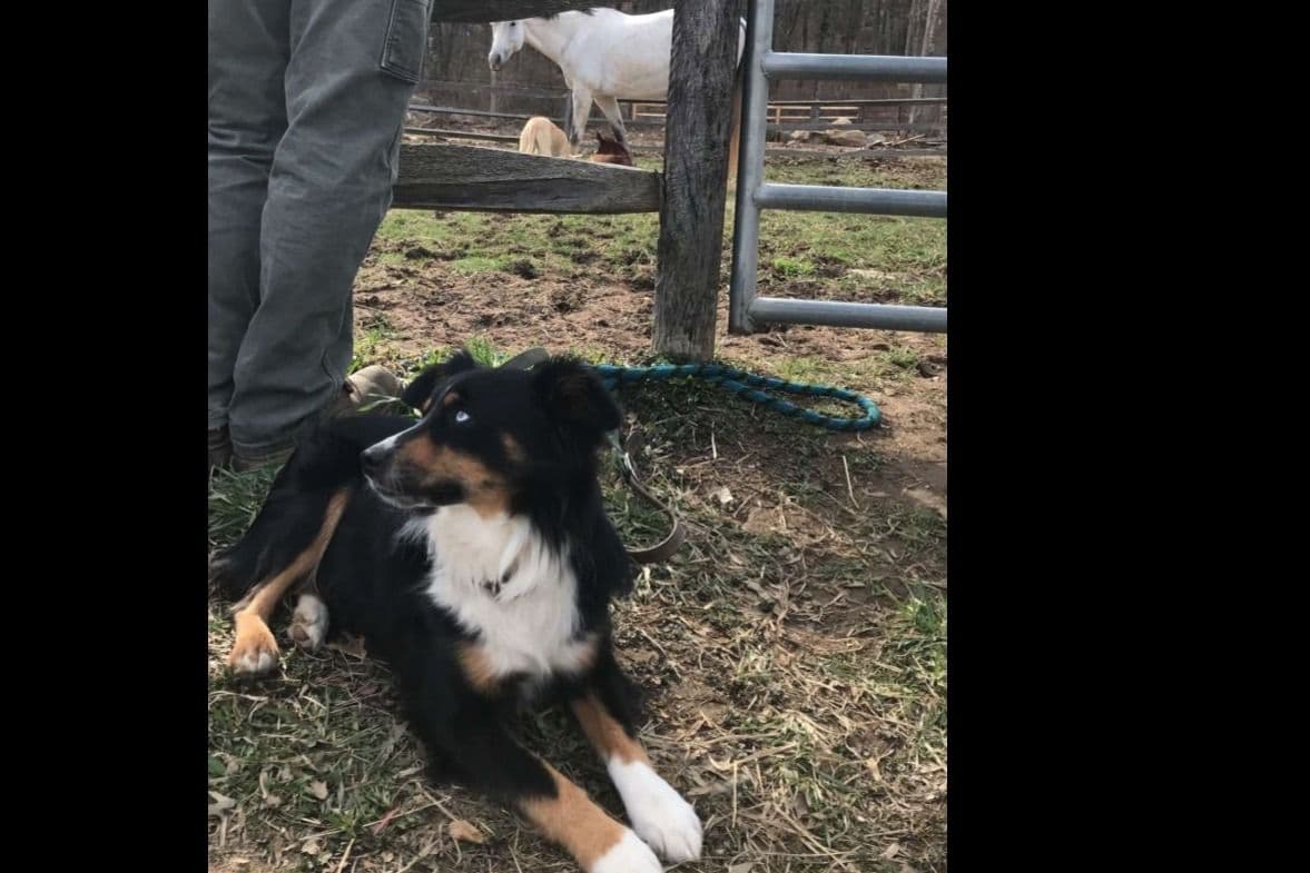 Miniature American Shepherd Puppies breeder image 18
