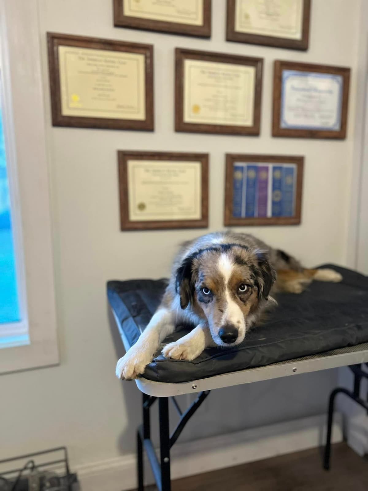 Miniature American Shepherd Puppies breeder image 5