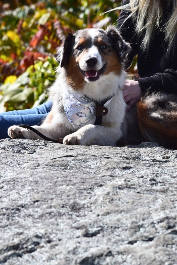 Miniature American Shepherd Puppies breeder image 13