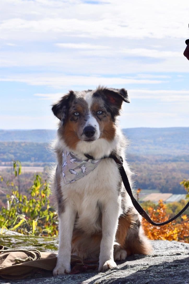 Miniature American Shepherd Puppies breeder image 20