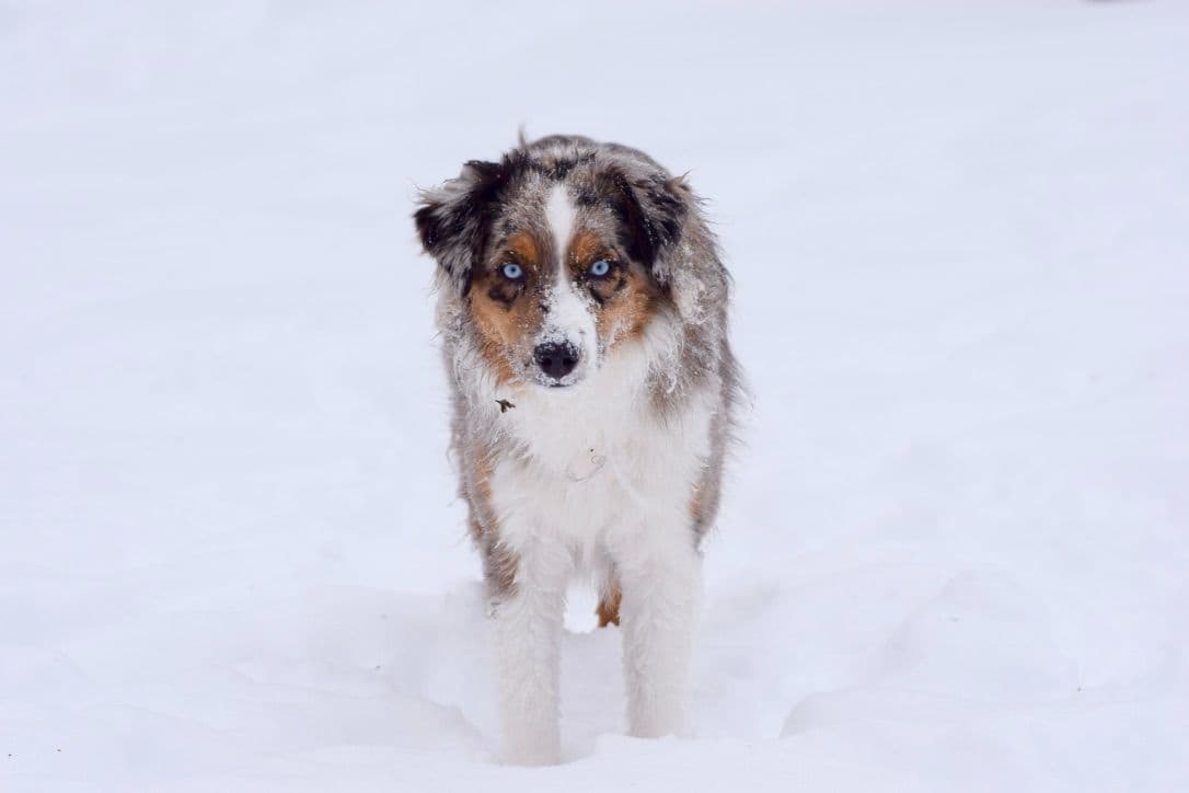 Miniature American Shepherd Puppies breeder image 12