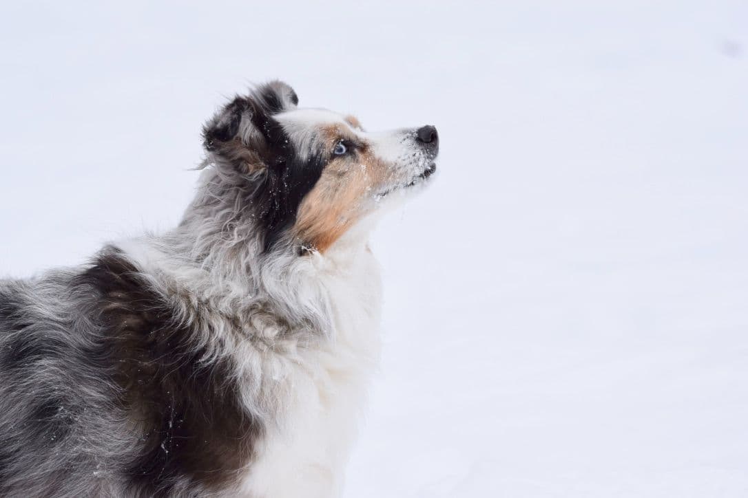 Miniature American Shepherd Puppies breeder image 3