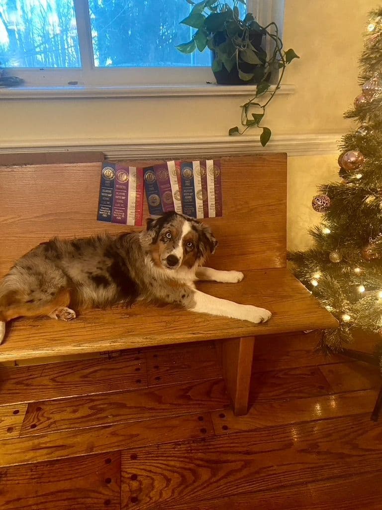 Miniature American Shepherd Puppies breeder image 9