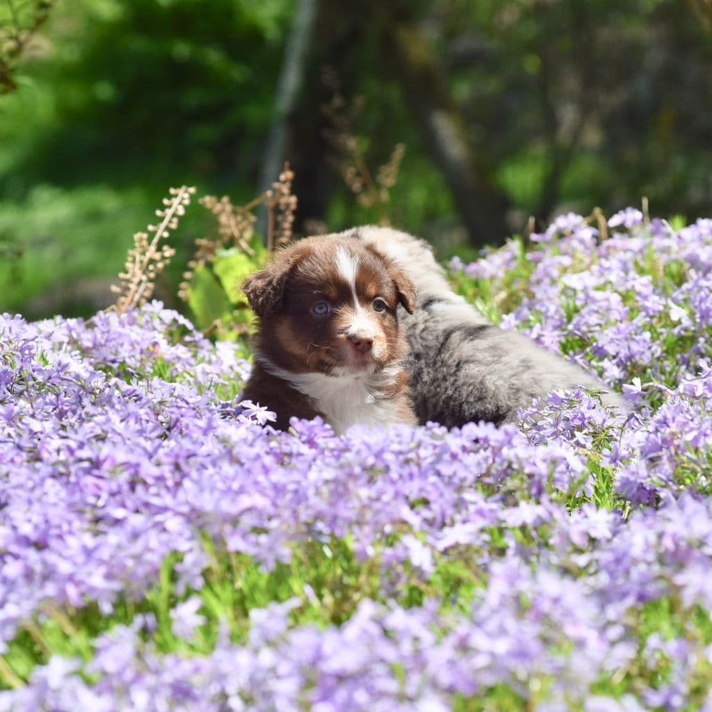 Miniature American Shepherd Puppies breeder image 6