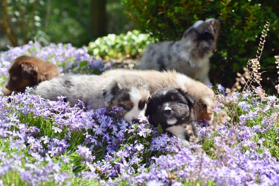 Miniature American Shepherd Puppies breeder image 1