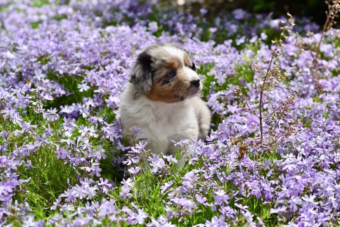 Miniature American Shepherd Puppies breeder image 8