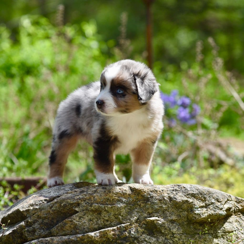 Miniature American Shepherd Puppies breeder image 4