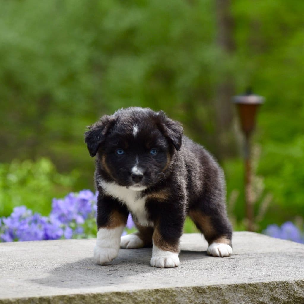 Miniature American Shepherd Puppies breeder image 2