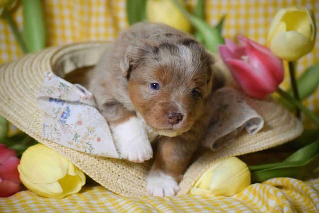 Miniature American Shepherd Puppies media 5