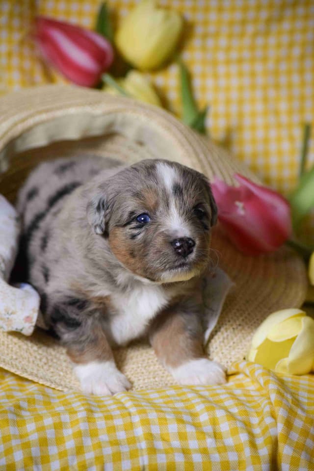 Miniature American Shepherd Puppies media 9